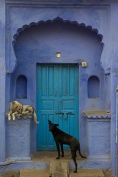 a black dog standing in front of a blue building with two cats sitting on the door