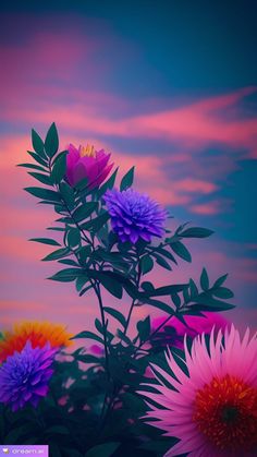 colorful flowers are in the foreground with a pink sky behind them