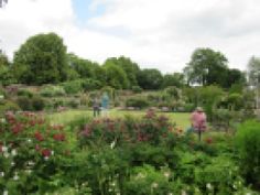 two people walking through a garden with lots of flowers and trees in the back ground