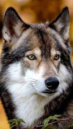 a close up of a wolf looking at the camera