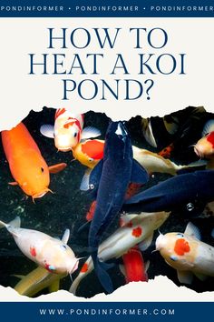 Article about how to heat a koi pond, exploring methods, costs, and tips to maintain a warm and healthy environment for your koi during winter.

Koi pond heating methods, Pond heater costs, Winter pond care