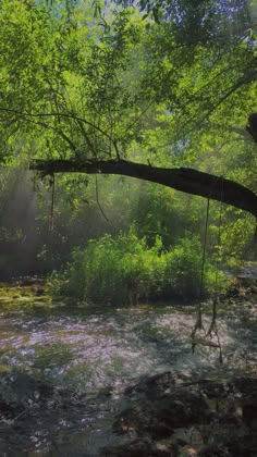 a swing hanging from a tree over a river in the woods with sunbeams