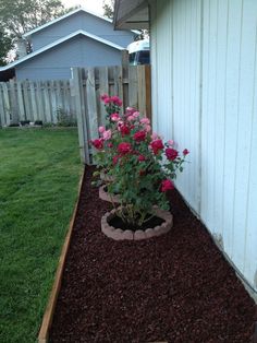 pink flowers in a flower bed next to a white house and fence with grass on the side