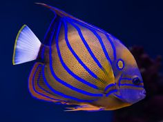 an orange and blue fish swimming in the water near some corals with other marine life around it