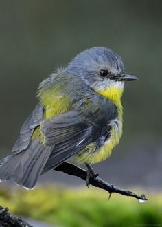 a small bird sitting on top of a tree branch in front of some green grass