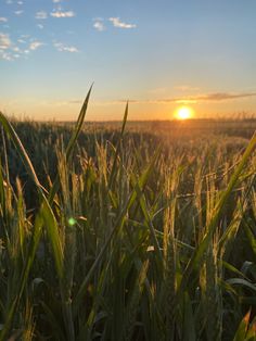 the sun is setting over a field of tall grass