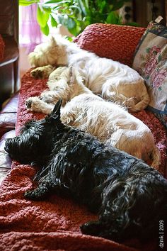 three dogs are sleeping on the couch together