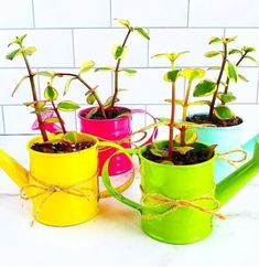 small potted plants in watering cans tied with twine