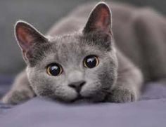 a gray cat laying on top of a bed next to a purple blanket and looking at the camera