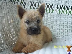 a brown and black dog laying on top of a white wicker chair next to a teddy bear