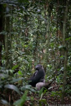 a gorilla sitting in the middle of some trees