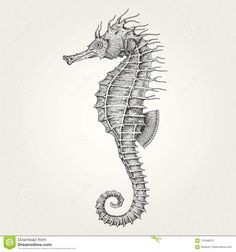 a sea horse drawn in ink on white paper stock photo - image 349874