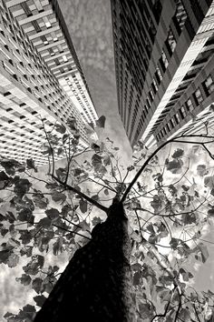 black and white photograph of tall buildings with trees in the foreground, taken from ground level