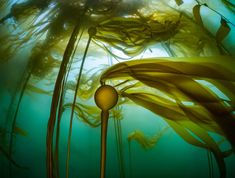 an underwater view of seaweed in the water