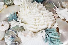 an assortment of seashells and sea urchins on a silver platter