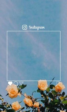 some yellow roses are in front of a blue sky and there is an instagram frame