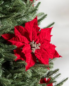 a red poinsettia is sitting on top of a green christmas tree branch