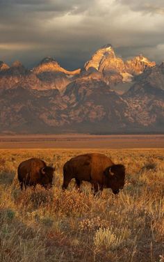 two bison graze in front of the grand tethered mountain range at sunset