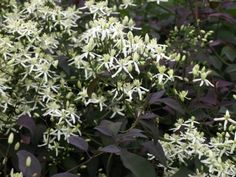 white flowers are blooming in the garden