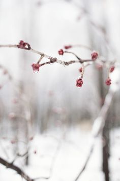 the branch of a tree with red berries is in front of some snow covered trees