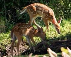 two young deer standing next to each other