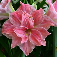 some pink flowers are blooming in a vase