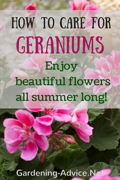 pink flowers with the words how to care for geraniums enjoy beautiful flowers all summer long