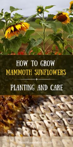 sunflowers growing in a field with text overlay how to grow mammoth sunflowers planting and care