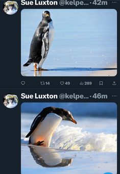 two screenshots of penguins in the water