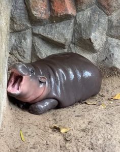 a baby hippo laying in the dirt with its mouth open