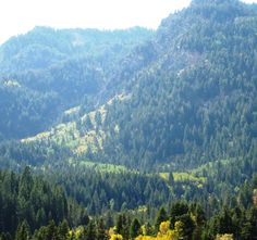 the mountains are covered in green and yellow trees, with sheep grazing on the grass