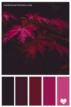 the color palette is red and black with some pink leaves on it, including dark purple