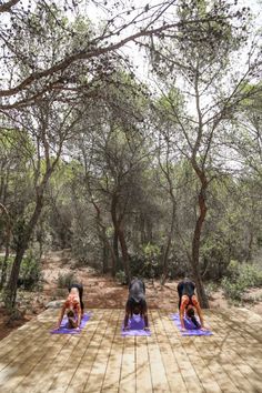 two dogs are doing yoga in the middle of a wood floored area surrounded by trees