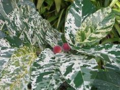 some red berries are growing on the leaves of a leafy plant with white spots