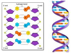 an image of the structure of a double - stranded genenaplanite