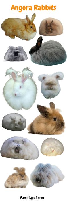 many different types of rabbits are shown in this image