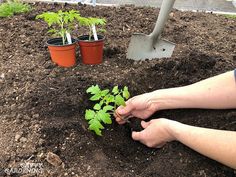 the person is planting plants in the garden