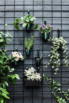 various plants are arranged on the wall