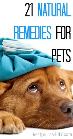 a brown dog wearing a blue hat with the words, 21 natural remedies for pets