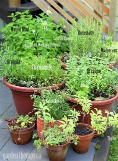 many potted plants with names on them