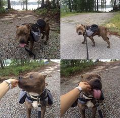 four different pictures of a dog wearing backpacks and being petted by its owner