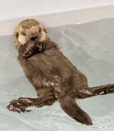 an otter swimming in the water with its paws on it's back and head