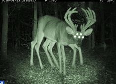 a deer with glowing eyes in the woods