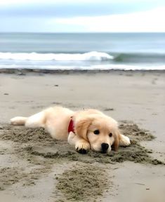 a dog laying in the sand at the beach