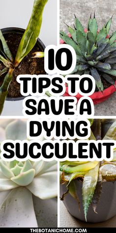 Tips on how to revive and care for a dying succulent including plant care houseplant techniques and succulent garden design ideas for both succulent garden indoor and succulent garden outdoor. Care Of Succulents Indoors, How To Keep Succulents Alive Indoors, Care For Succulents Indoor, Succulent Tips Plant Care, Succulents Care Tips, How To Transplant Succulents, How To Care For Succulents Indoors, Suculents Pot Ideas, How To Repot Succulents