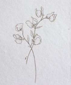 a drawing of some flowers on a piece of paper