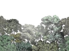 an image of a forest scene with trees and bushes in the foreground, on a white background