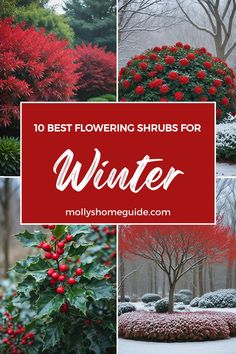 the top 10 best flowering shrubs for winter and how to use them in your yard