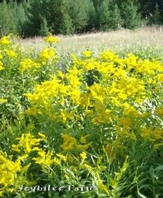 a field full of yellow flowers with trees in the background