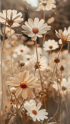 some white daisies are growing in the grass